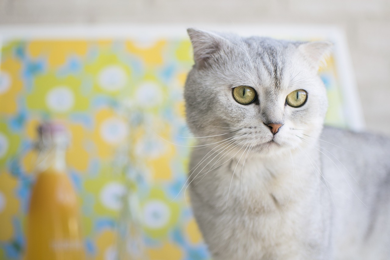 cat, scottish fold, pet