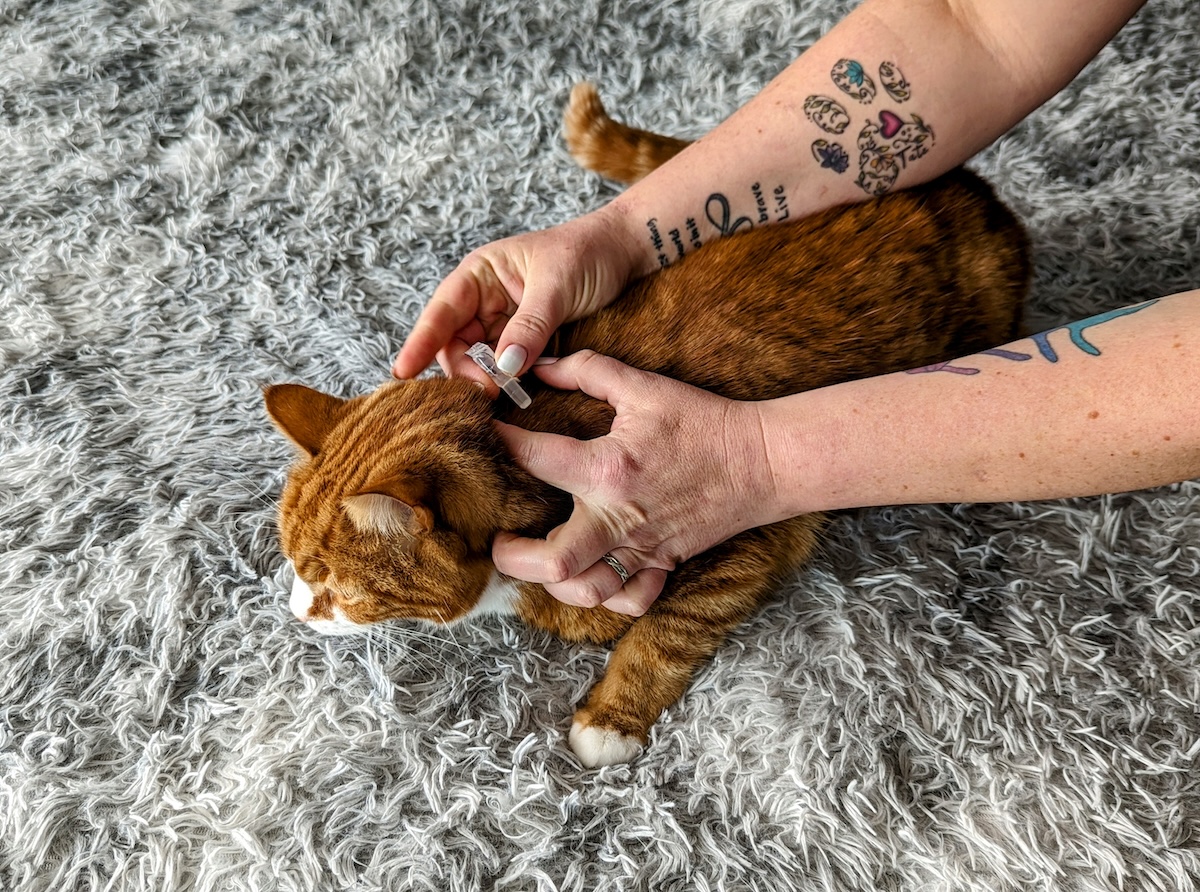 Alex's ginger fur is 'spot-on'!