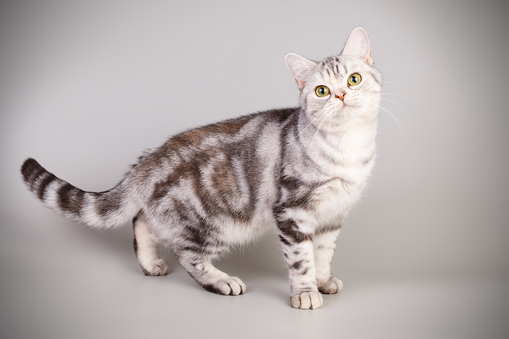 american shorthair cat