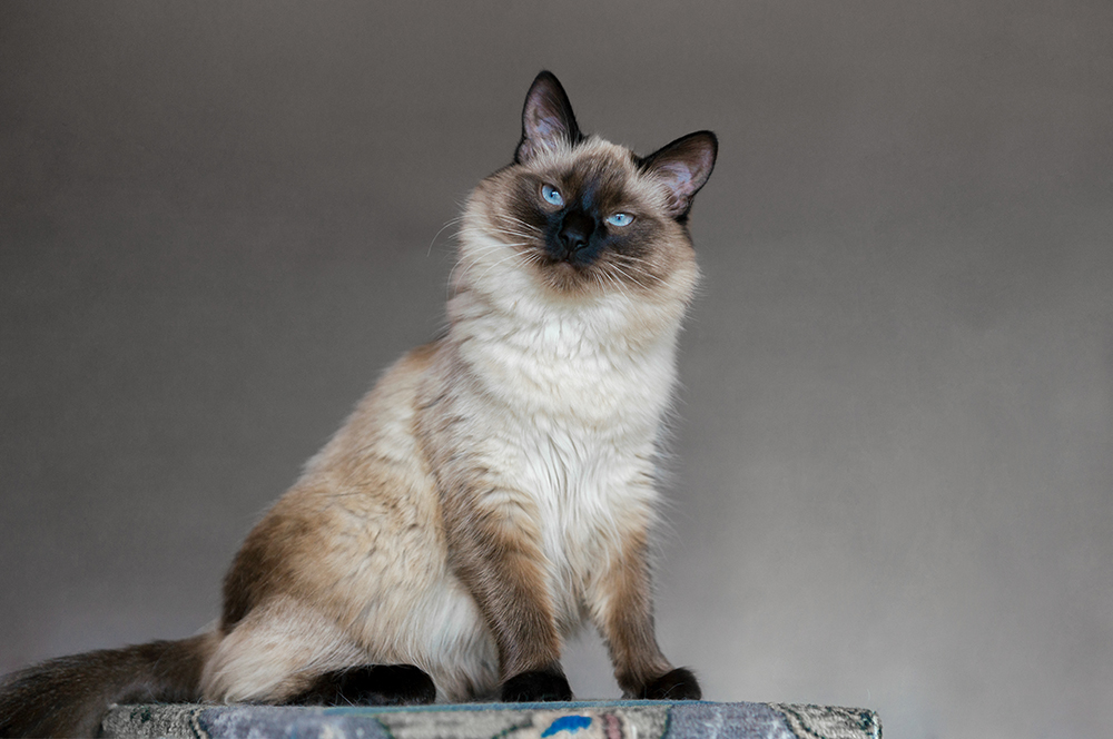 balinese cat sitting