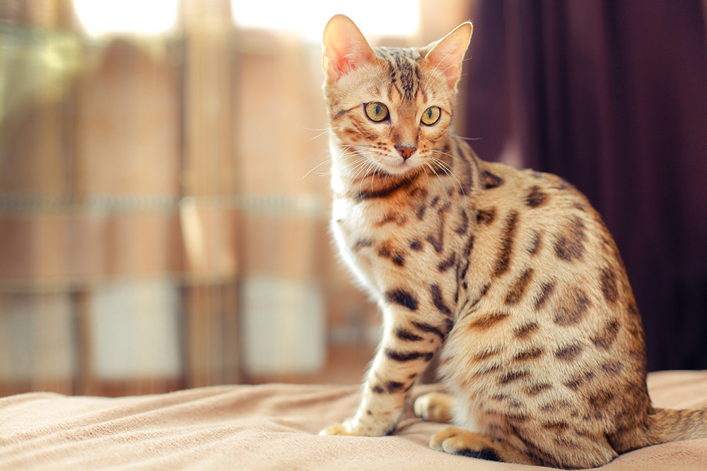 Bengal cat sitting on the bed