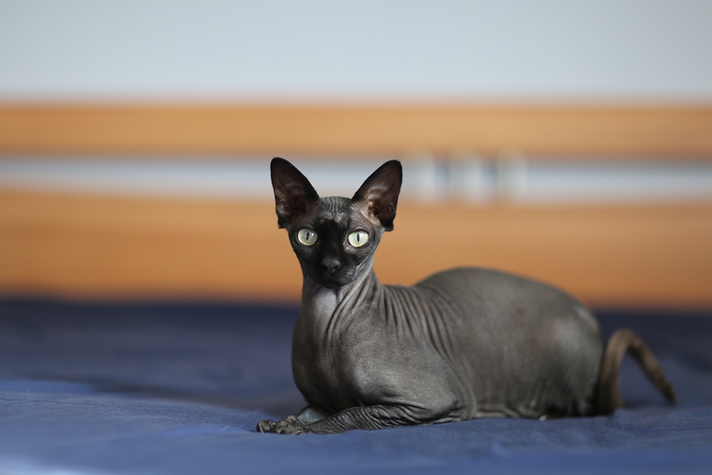 black sphynx cat lying on the bad