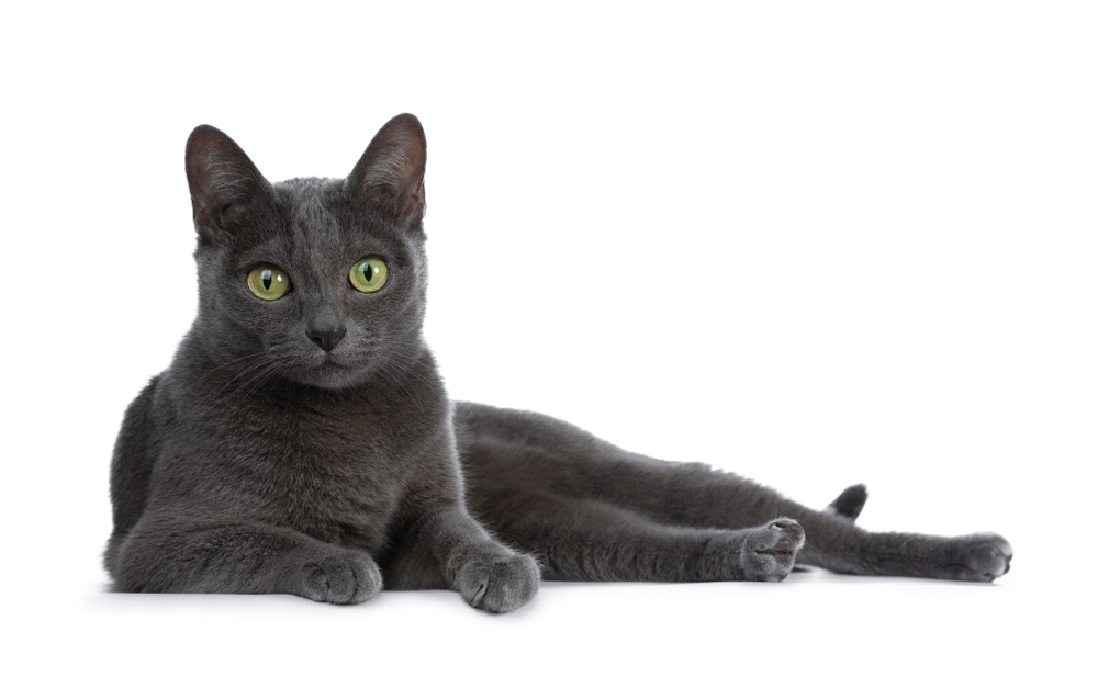 Blue Korat cat on white background