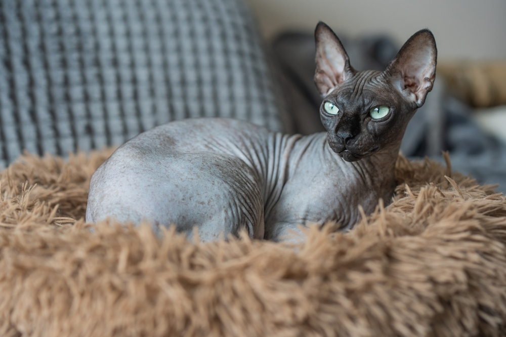 blue-sphynx-cat-resting