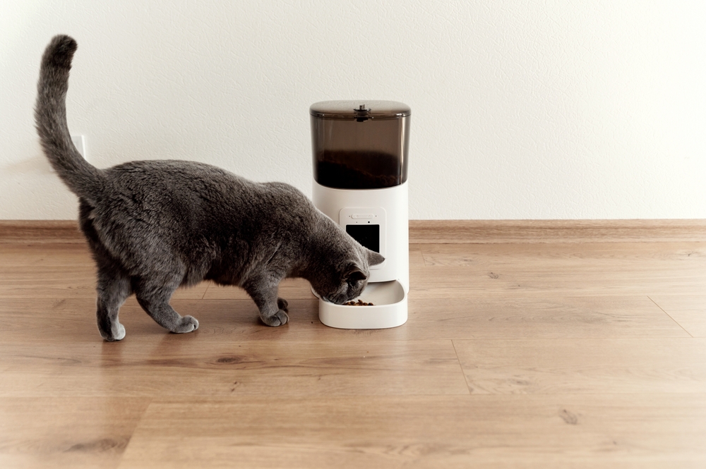 cat eating from automatic feeder