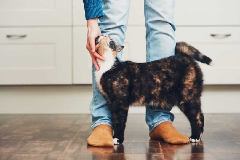 cat loving his owner