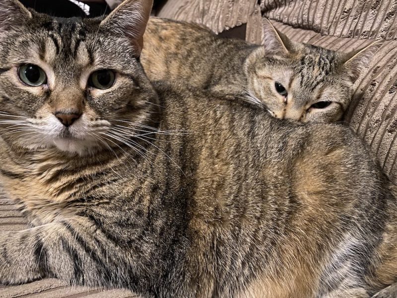 Cats may simply thank you for cleaning the litterbox but in reality, it provides a wealth of health information (Pancake and Tiller agree!)