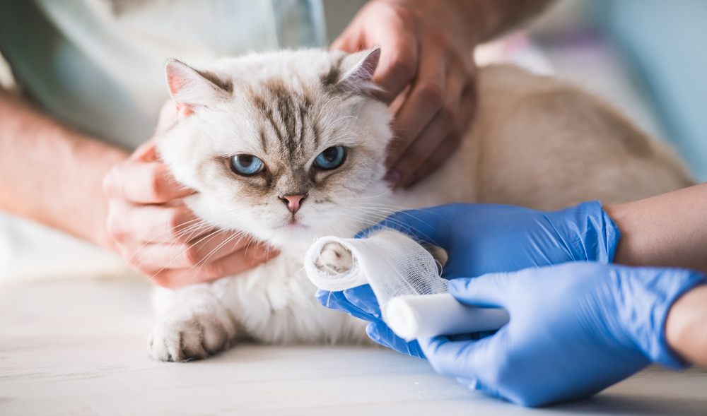 cat's paw being bandaged by vet