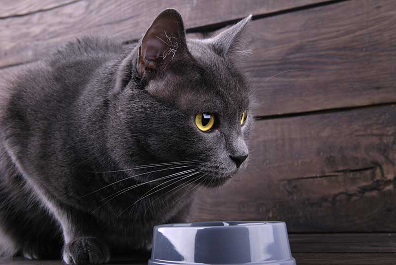 Grey house cat with yellow eyes on a wooden background