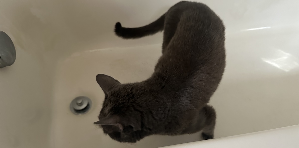 Christopher rarely looks in the bathtub when we're playing hide and seek.