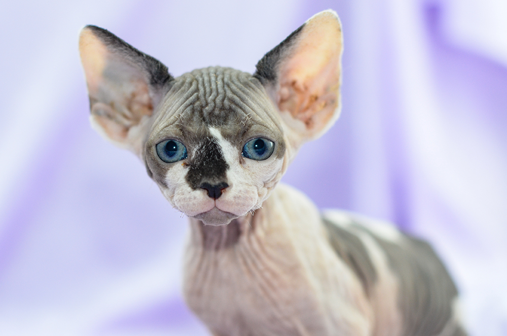 close up calico Sphynx Kitten