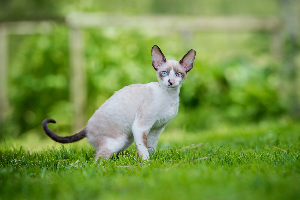 Cornish rex cat sitting on the grass