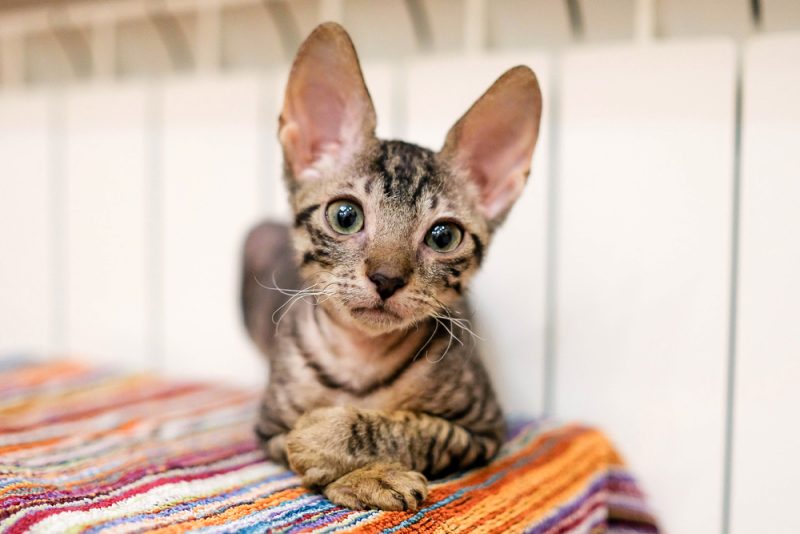 Cornish Rex kitten