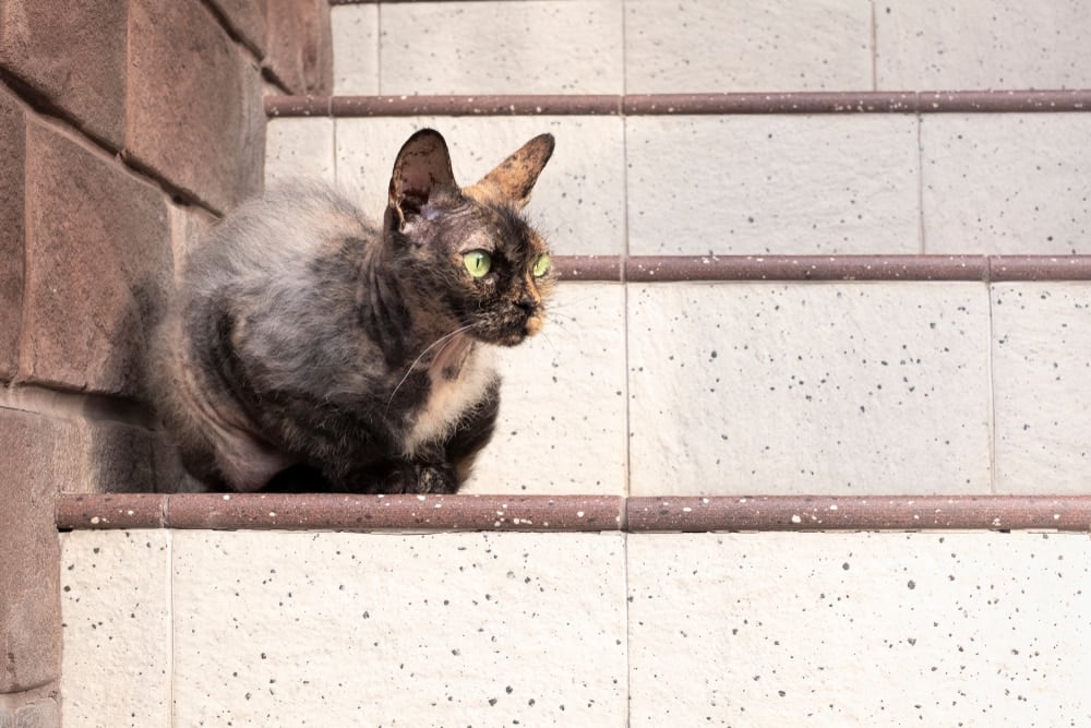 Cornish Rex tortoiseshell cat sitting on the stairs