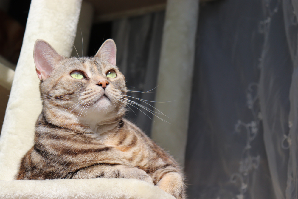 Cream American Shorthair