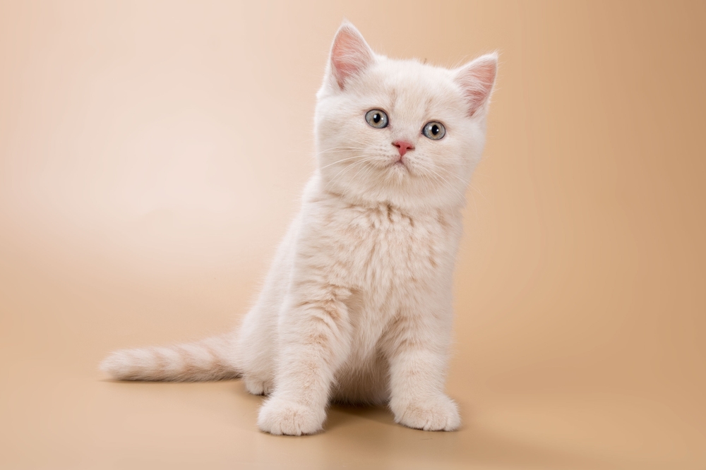 cream-colored kitten