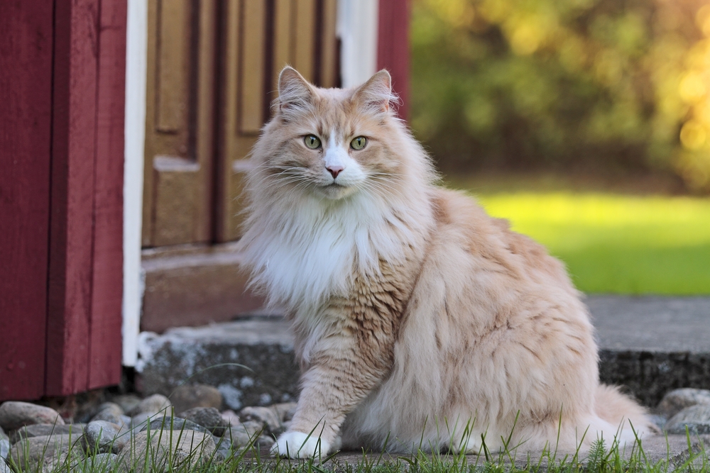 cream norwegian forest cat outdoors