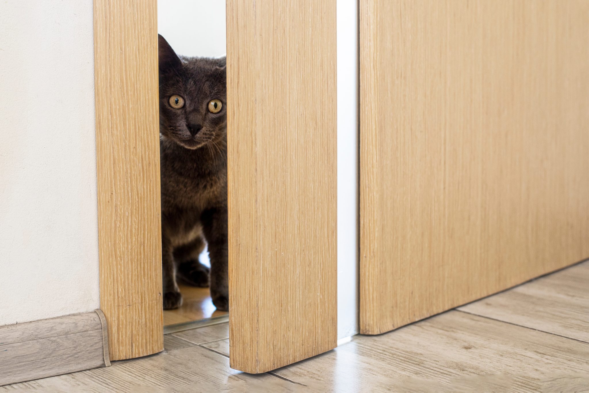 Curious cat looking from a door crack