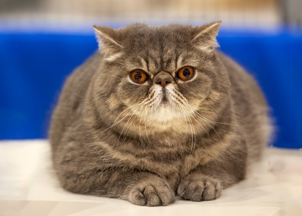 flat-faced-exotic-shorthair-cat