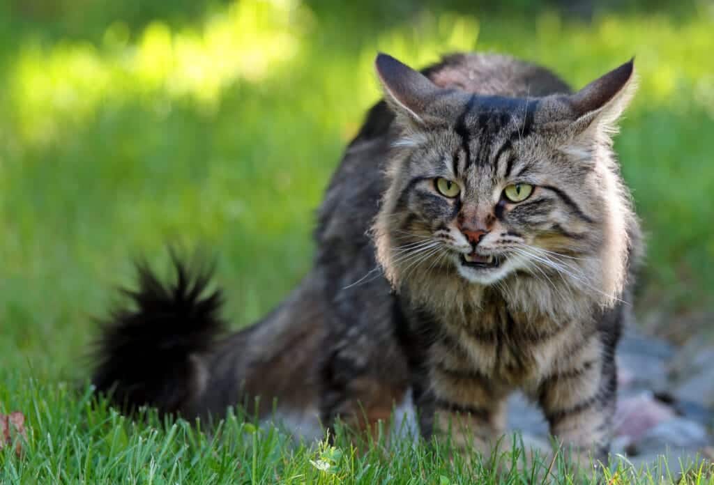 Flehmen Response in a cat outside in the grass