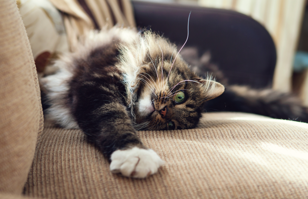 Fluffy domestic cat stretching on the sofa