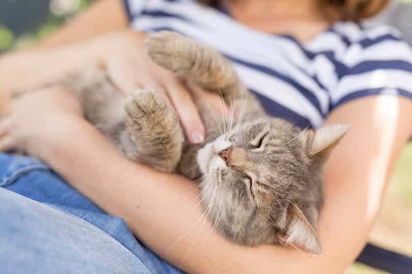 furry-tabby-cat-lying-on-its-owners-lap