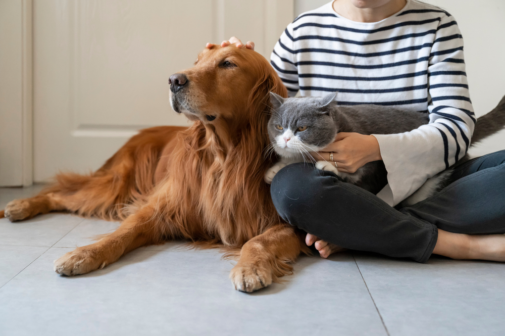 Golden Retriever and British Shorthair accompany their owner