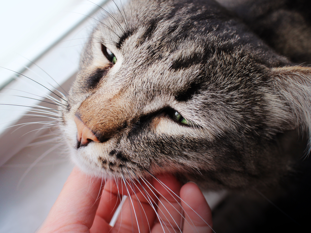 Hand petting old sick brown striped sad senior cat