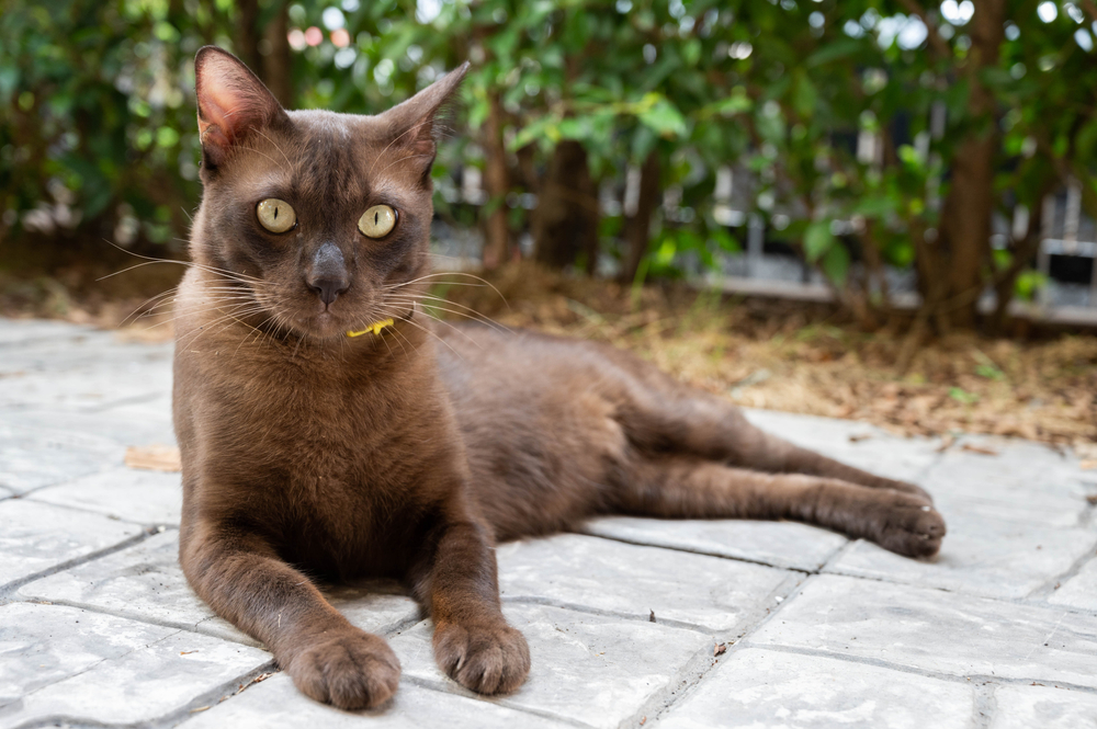 Havana Cat