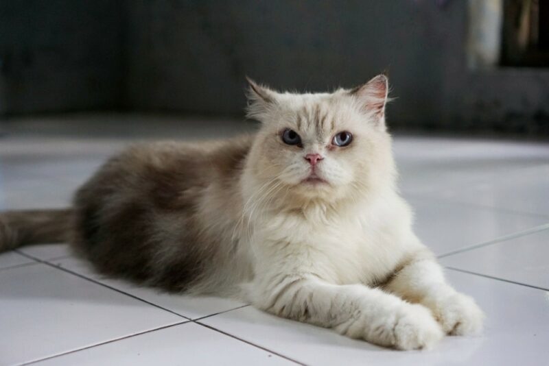 Himalayan cat lying on floor