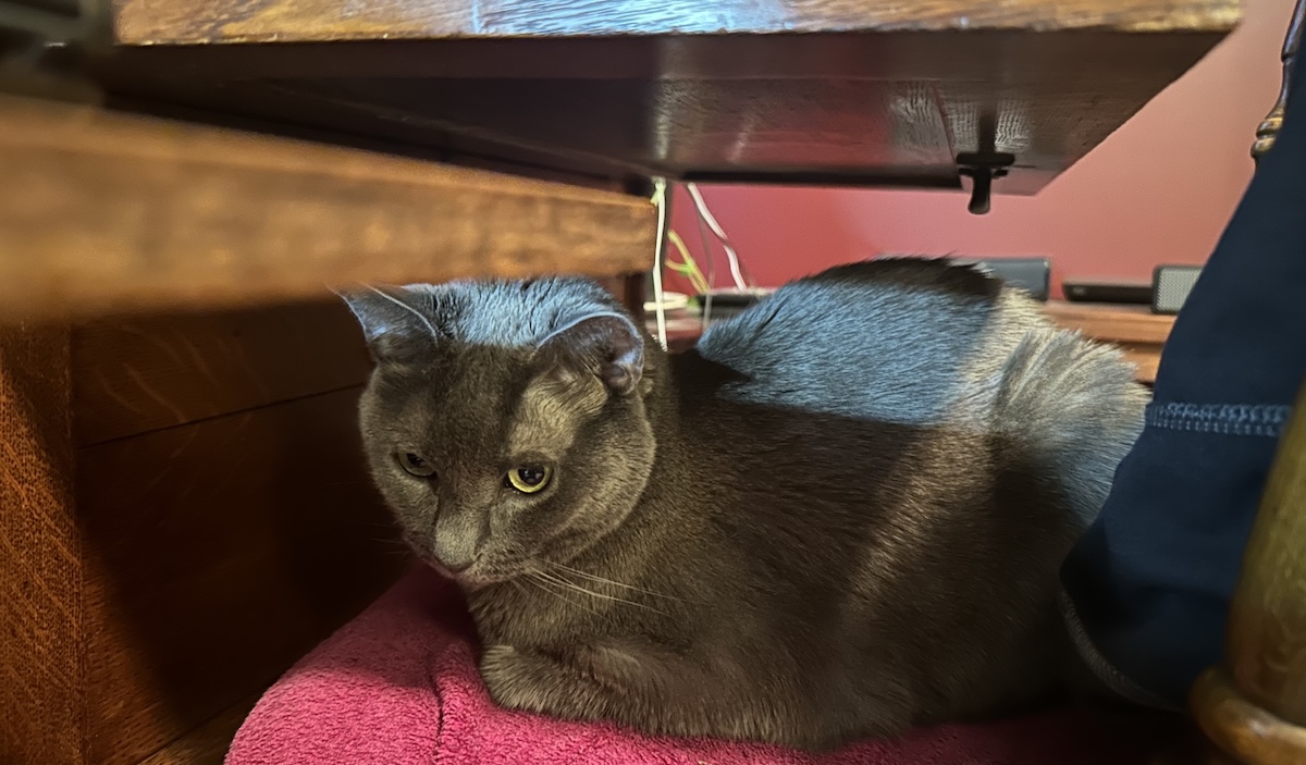 I've adopted this chair under your desk as my own.