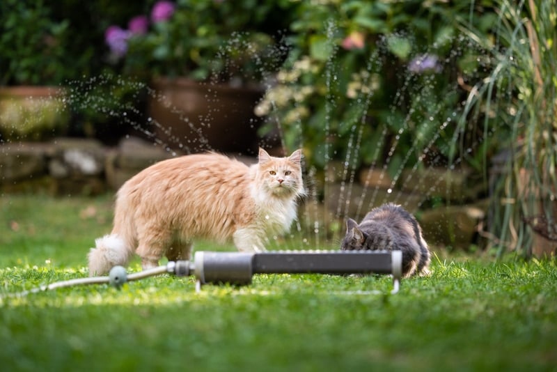 Maine Coon cats near water sprinkler