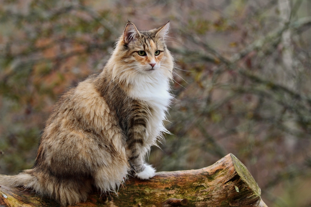 norwegian forest cat on a log