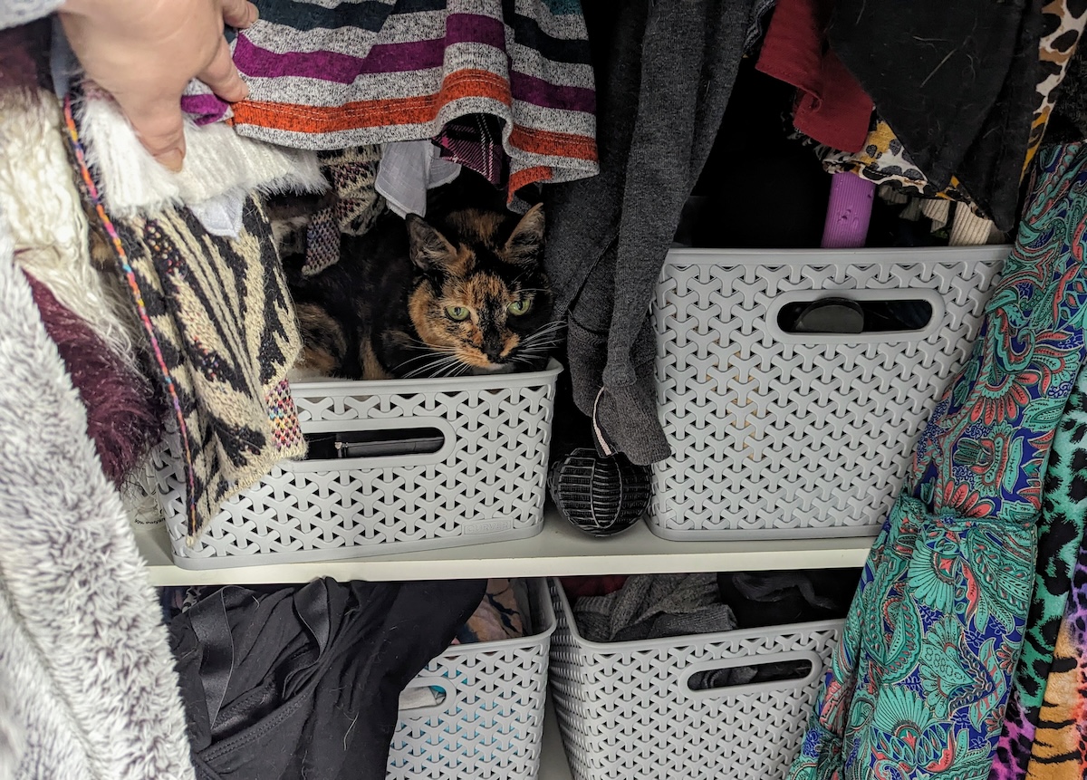 One of Zazzy's favorite spots; lurking among my clothes.