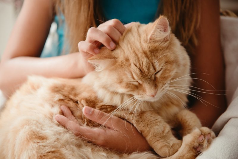 cat sleeping on owners lap