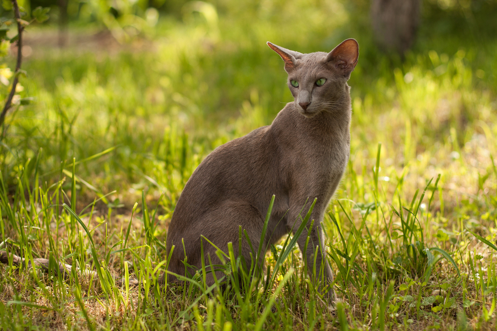 Oriental Shorthair Gray Cat Sitting On Green Grass In Summer Park