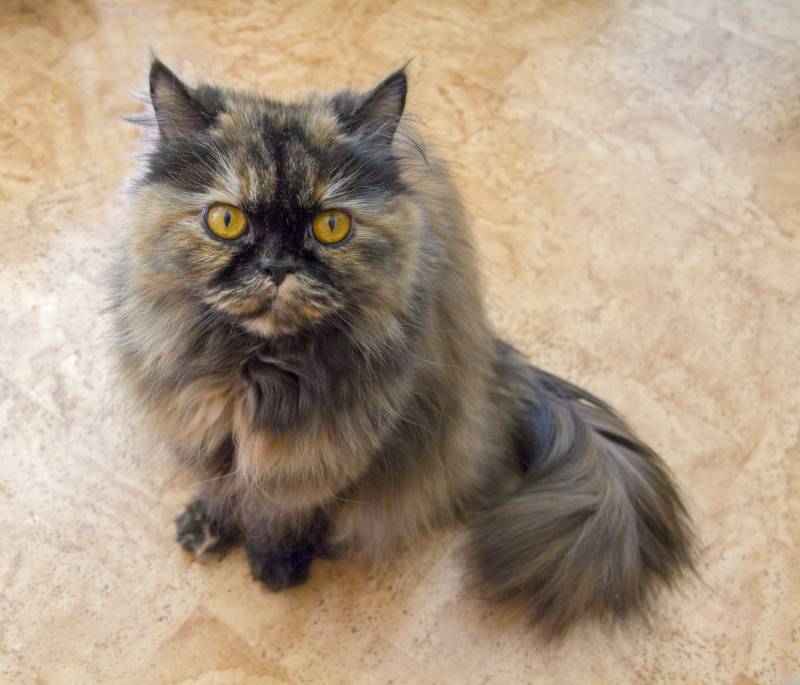 Persian cat tortoiseshell