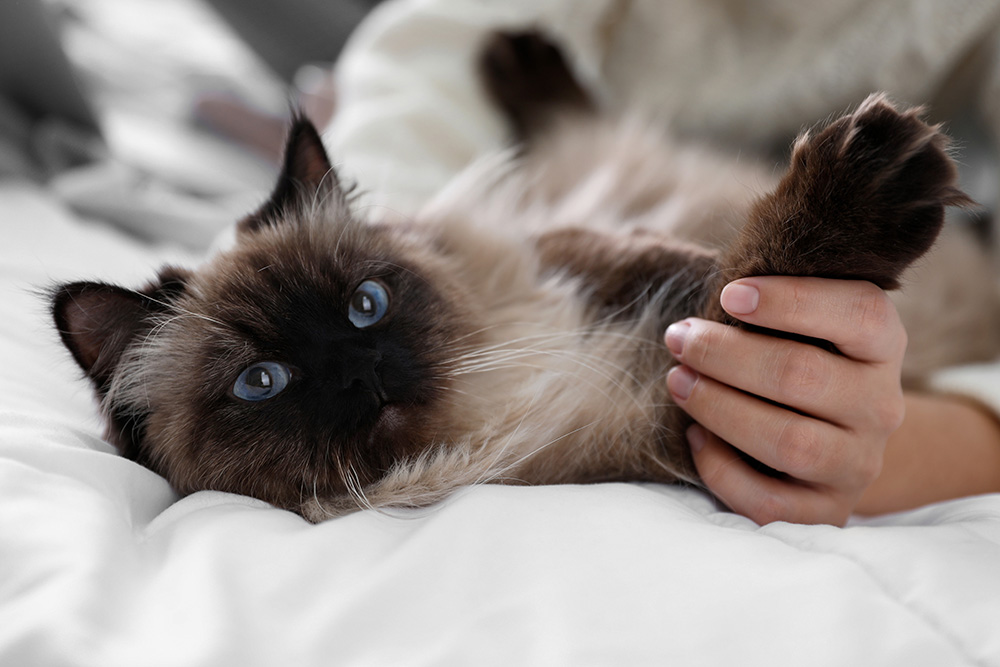 playing with her cute Balinese cat