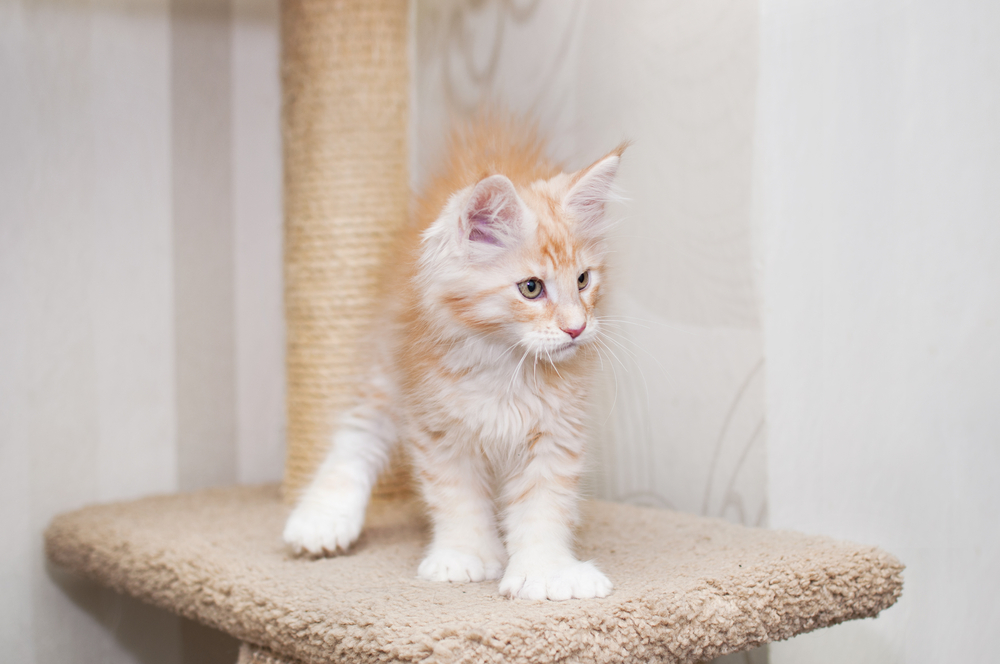 polydactyl Maine Coon