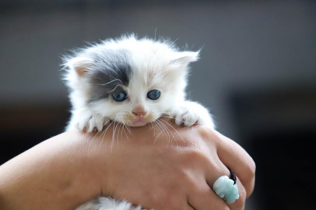 ragamuffin kitten