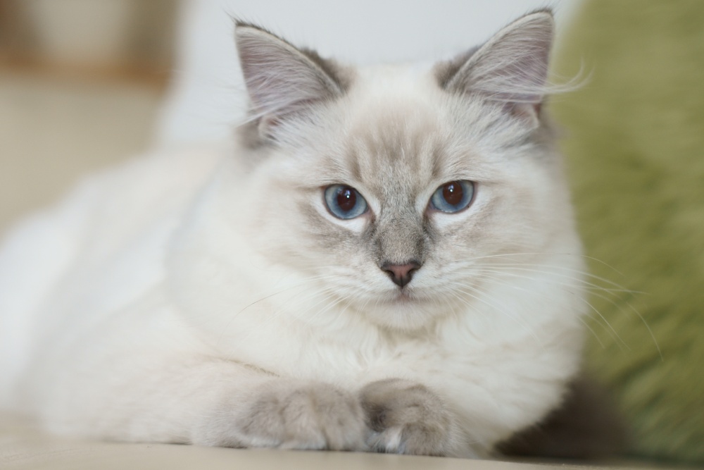 ragdoll cat 6 months old lying on the floor