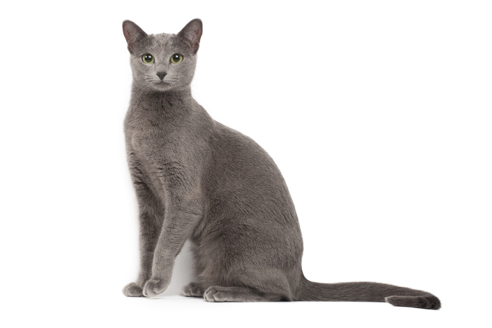 Russian Blue cat sitting and posing on a white background