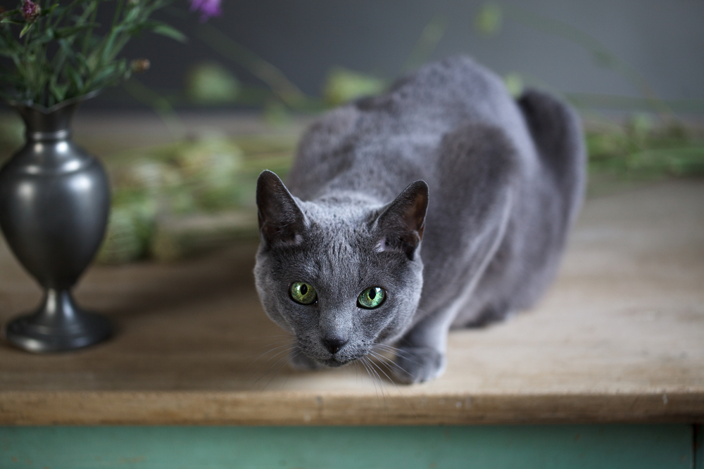 Russian Blue crouched in a table beside a flower vase