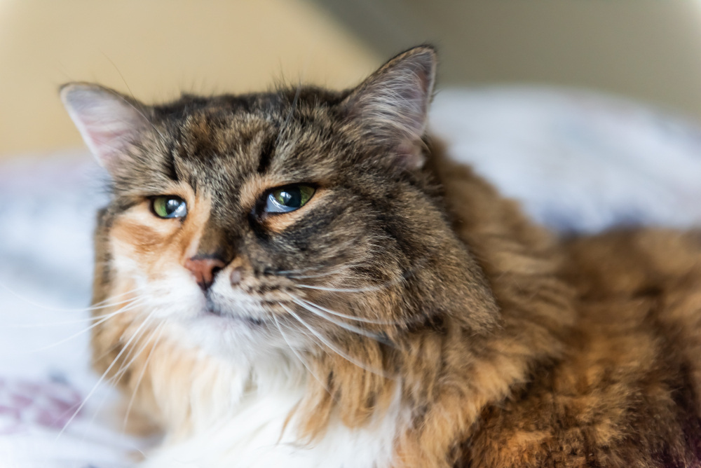 sad calico cat with third eyelid