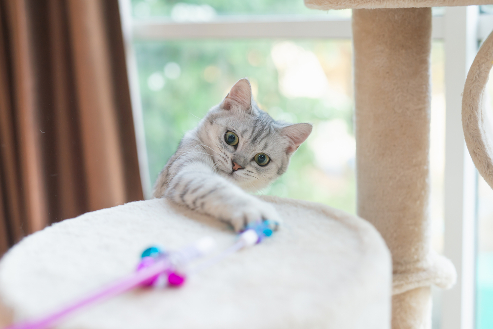 Cute kitten playing toy