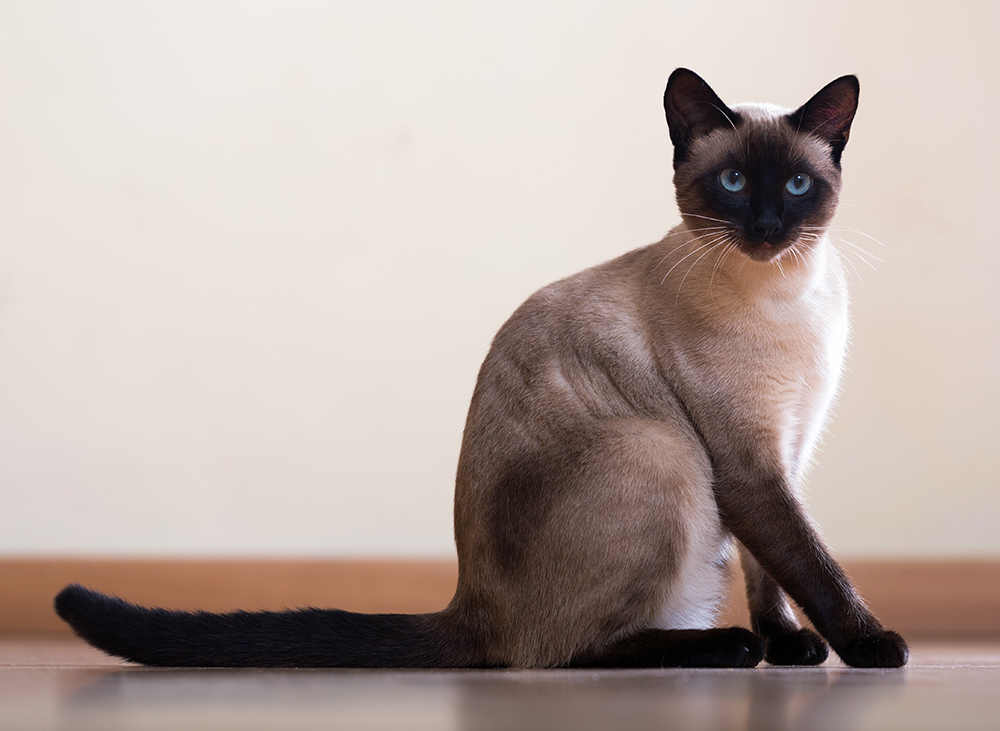 siamese cat sitting on the floor indoor