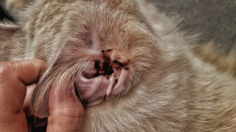 stray cat with infectious ear discharge