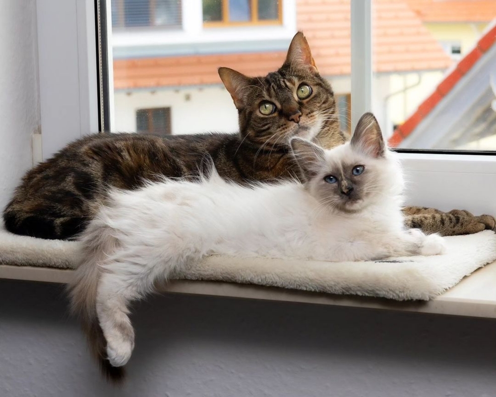 together two cats with different fur colors