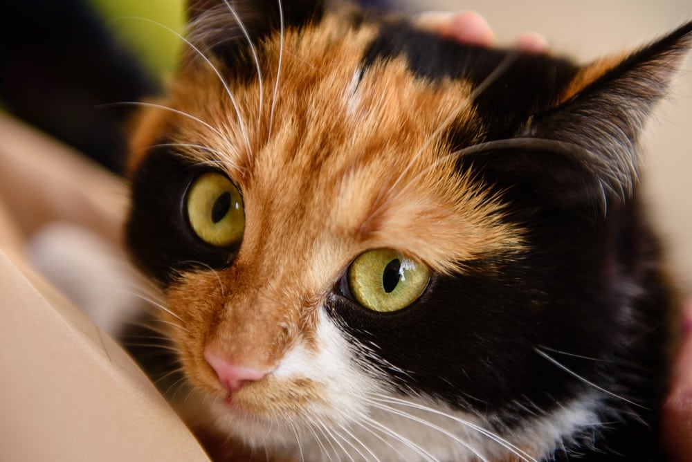 Tortoise Japanese bobtail domestic cat looks into camera lens