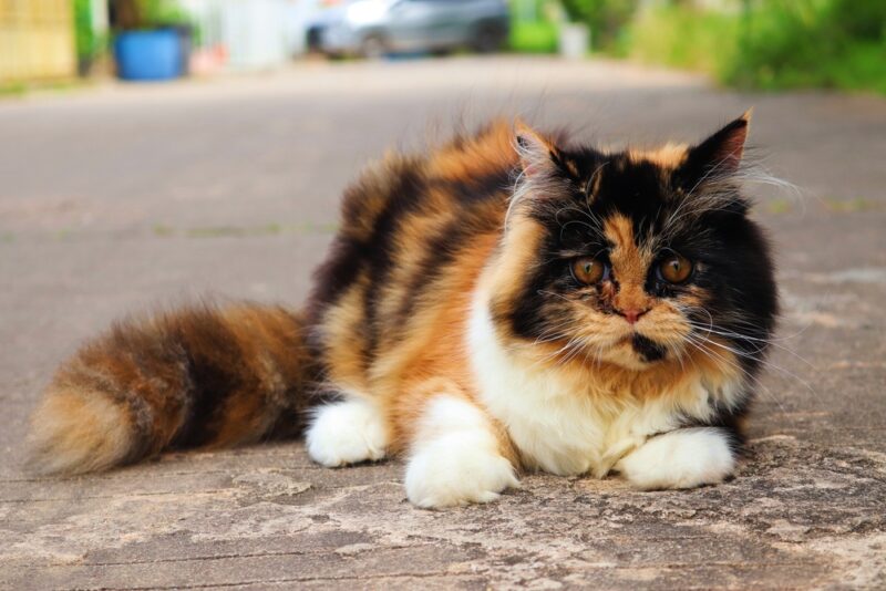 tortoiseshell ragdoll